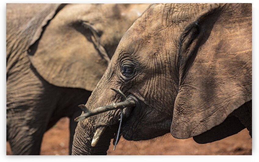 Orphaned elephants rehab center Sheldrick wildlife by Randy Roy Photography