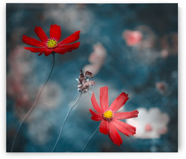 Red Cosmos by Joan Han