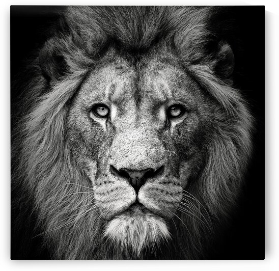 Stare Me Down #3 by 1x