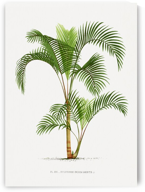 Vintage palm tree illustration. Digitally enhanced from our own  by 1x