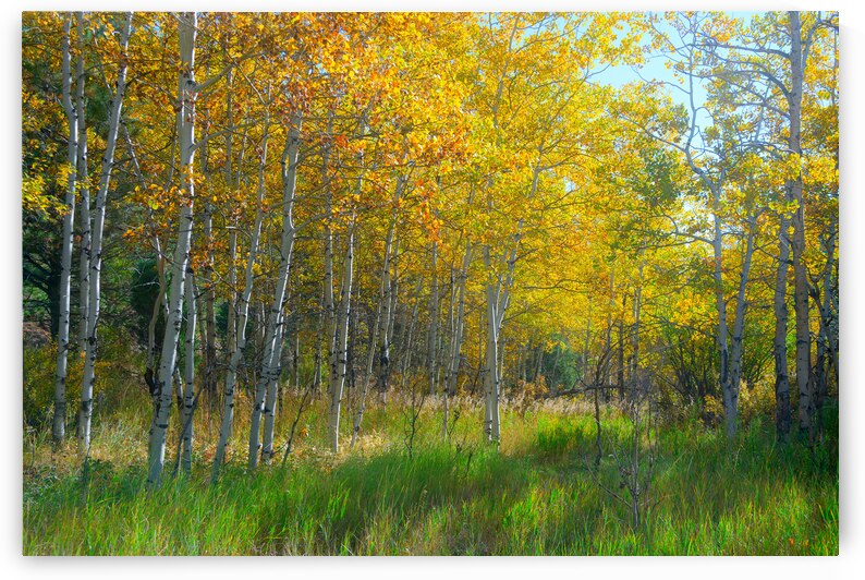 Golden Aspens & Green Dreams Natures Autumn Meadow by Bo Insogna