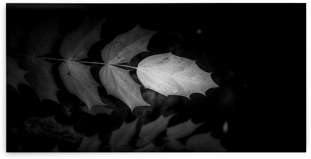 Spotlight on Natures Simplistic Beauty by Dream World Images