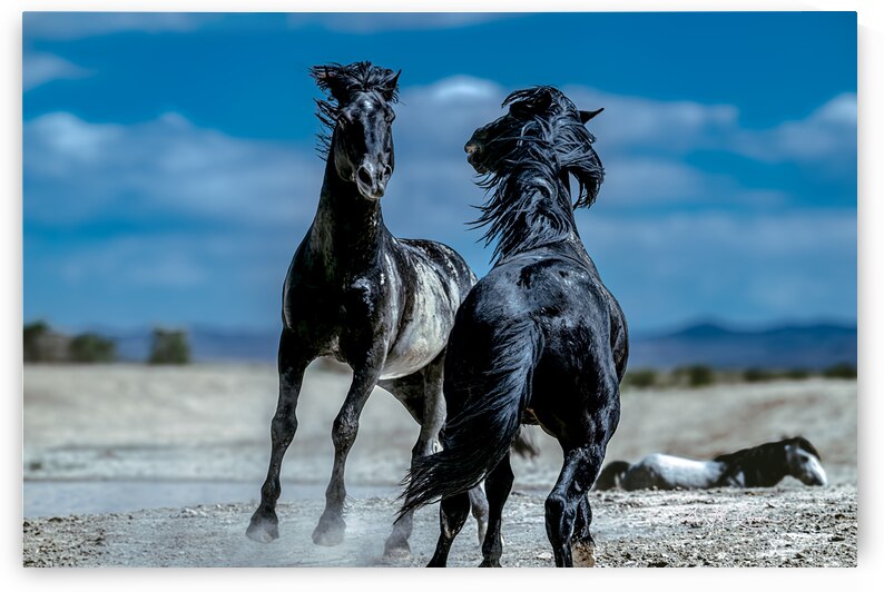 BZ9 4565 Enhanced NR by Susan Lynn Cooke