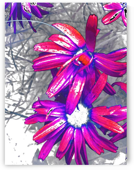 Abstract Daisy Flowers in Pink and Purples by Catriona Roberts Nature Photography and Designs