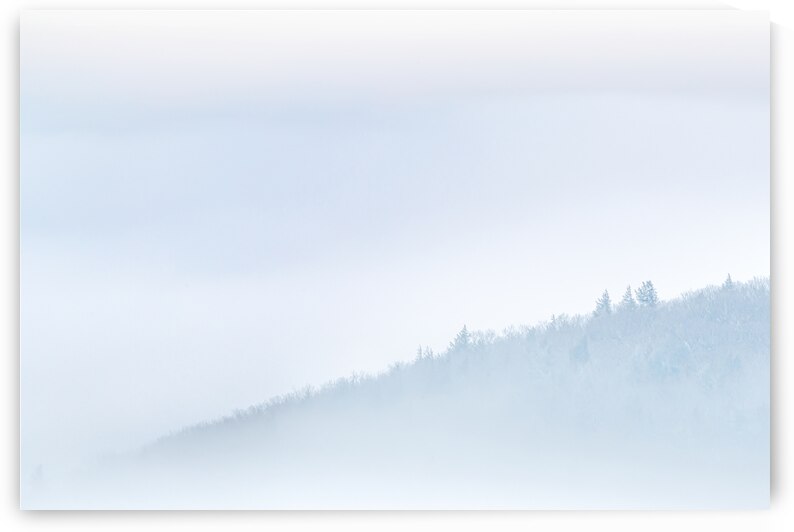 Winter mist by Jane Haslam