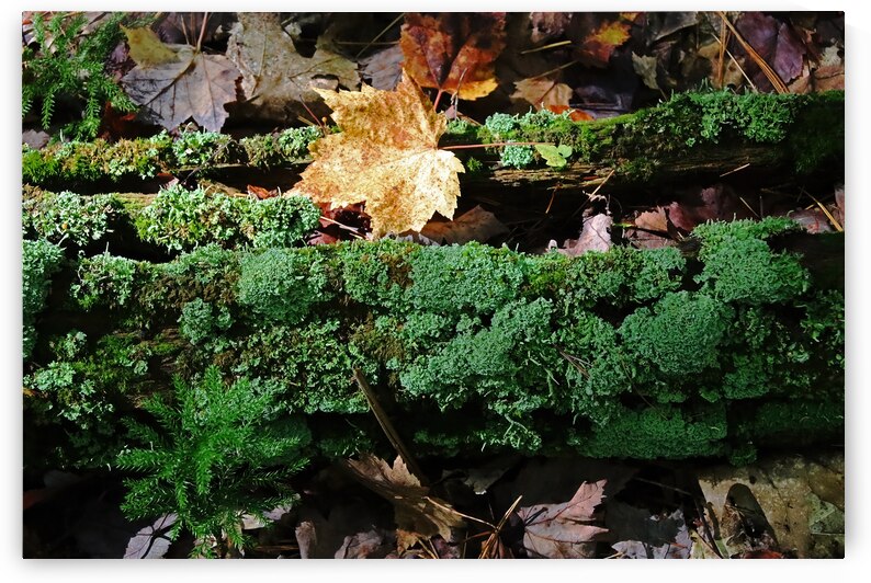 The Greens Of Fall In The Forest by Deb Oppermann