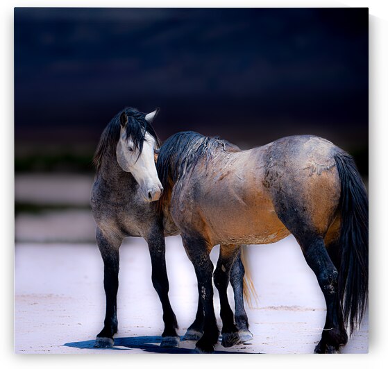 BZ9 1805 Enhanced NR by Susan Lynn Cooke