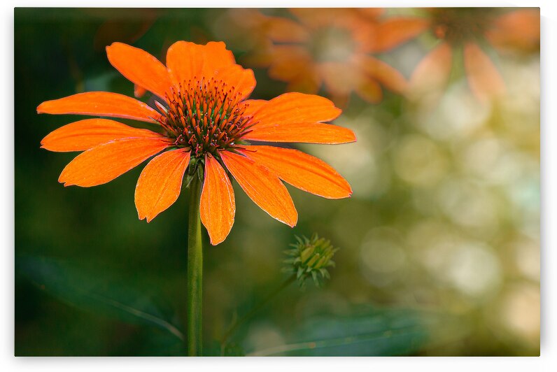 Orange Coneflower by Joan Han