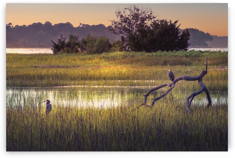 Hilton Head Wetlands Marsh by Norma Brandsberg Photography