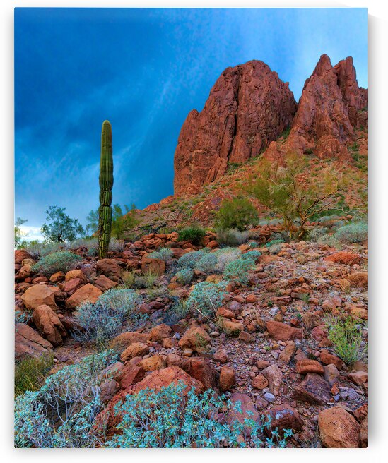 Desert Majesty at Kofa National Wildlife Refuge by Shallowshark