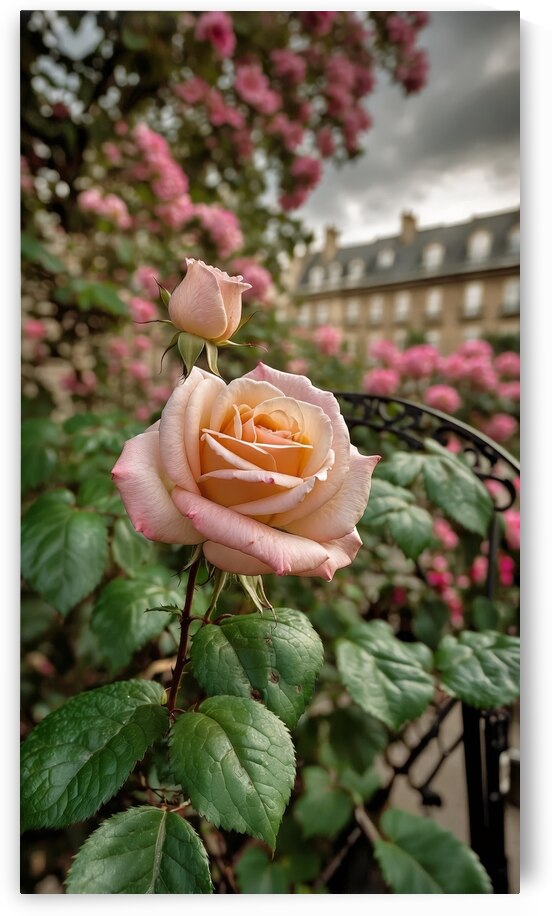 A Rose in Paris  7 by The Mabazza Foundation 