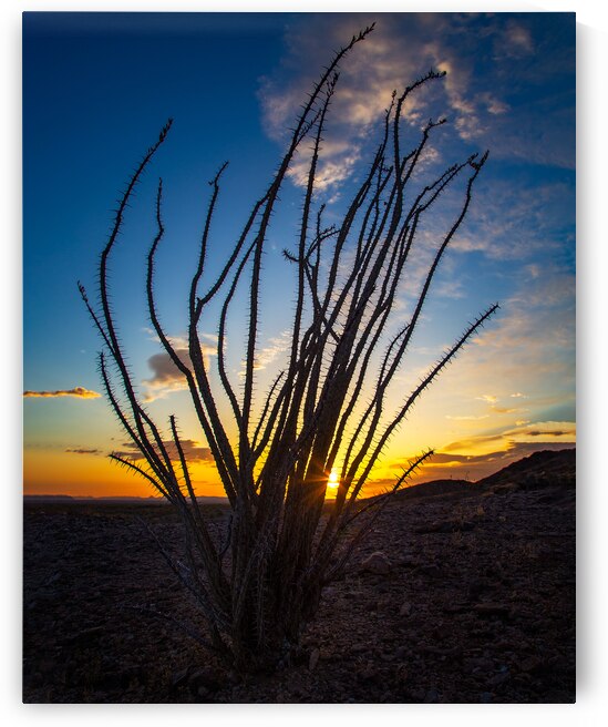 Ocotillo at Sunset in the Arizona Desert by Shallowshark