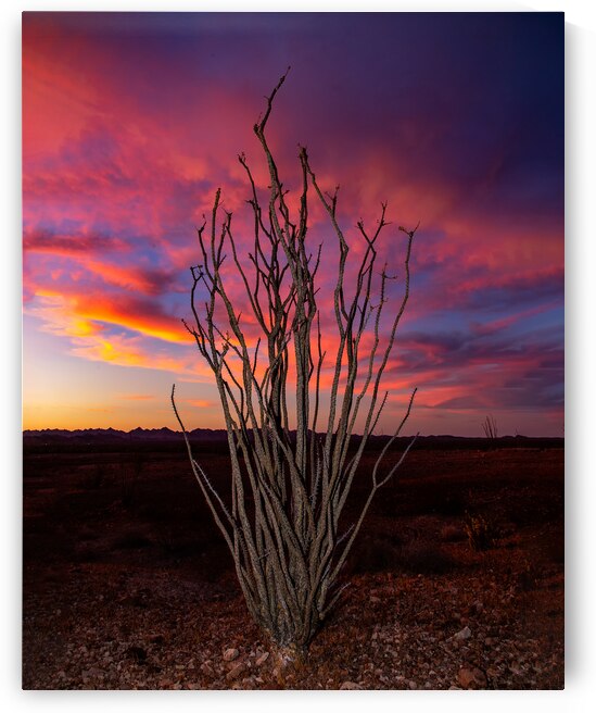 Vibrant Ocotillo at Sunset by Shallowshark