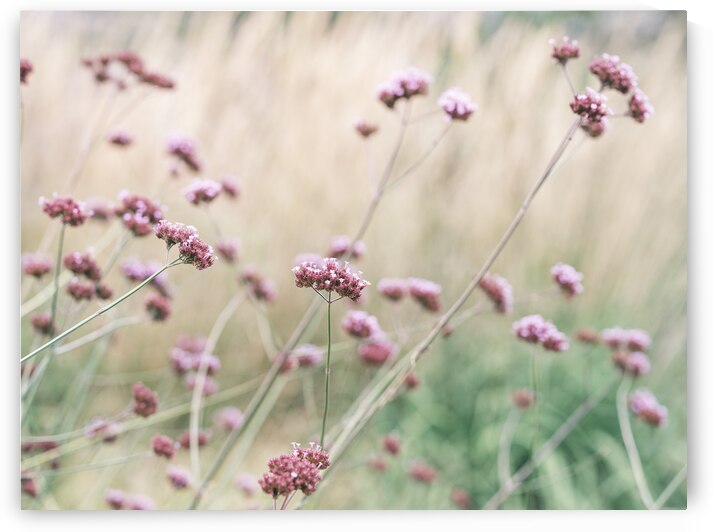 Soft Pink Field Bliss by Assaf Frank