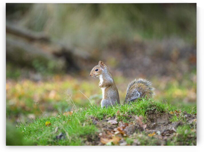Whiskered Wanderer by Assaf Frank