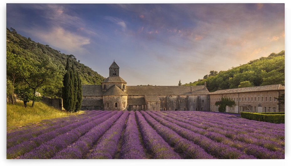 The lavender of the Abbey of Senanque by Stefano Orazzini