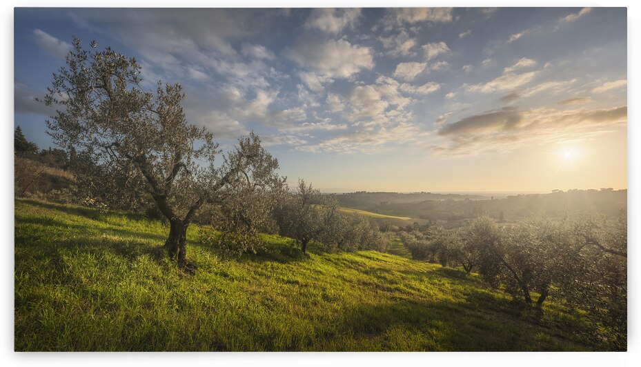 Sunset over Olive Grove in Tuscany by Stefano Orazzini