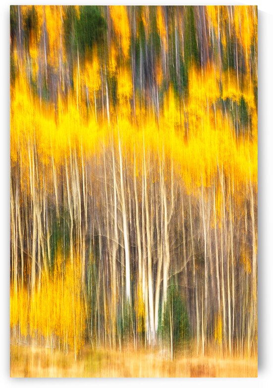 Impressions of Aspens by Andy Crawford