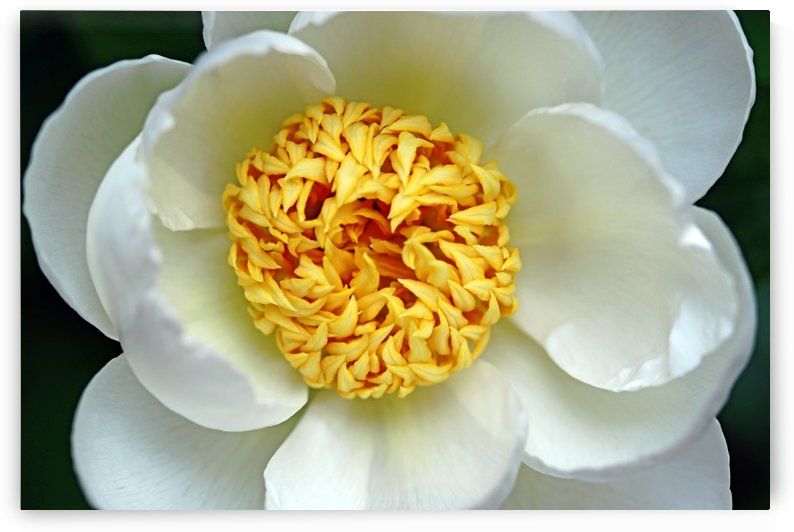 Classic White Peony by Deb Oppermann