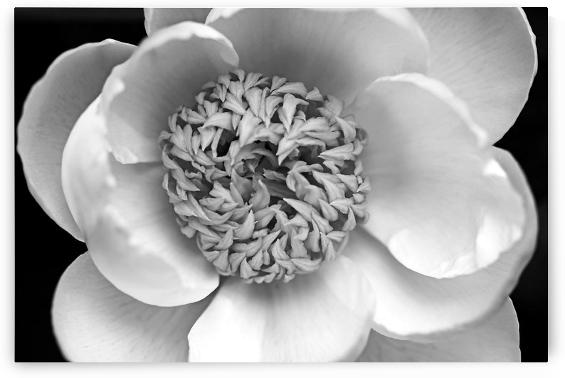 Classic White Peony Black And White by Deb Oppermann