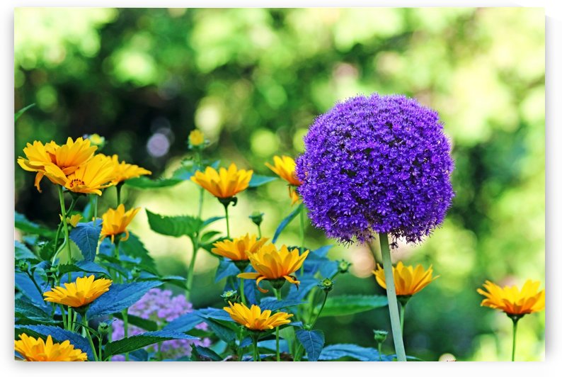 Allium And Wild Sunflowers by Deb Oppermann