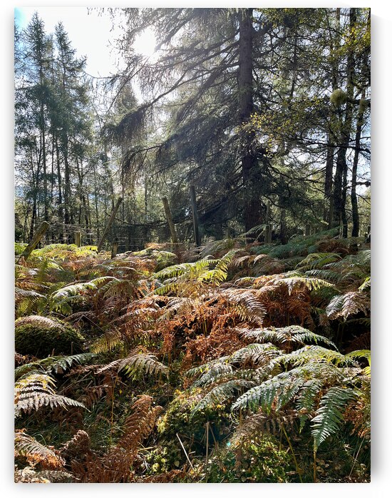 The Lush Pine Forest of the Scottish Highlands  by Catriona Roberts Nature Photography and Designs