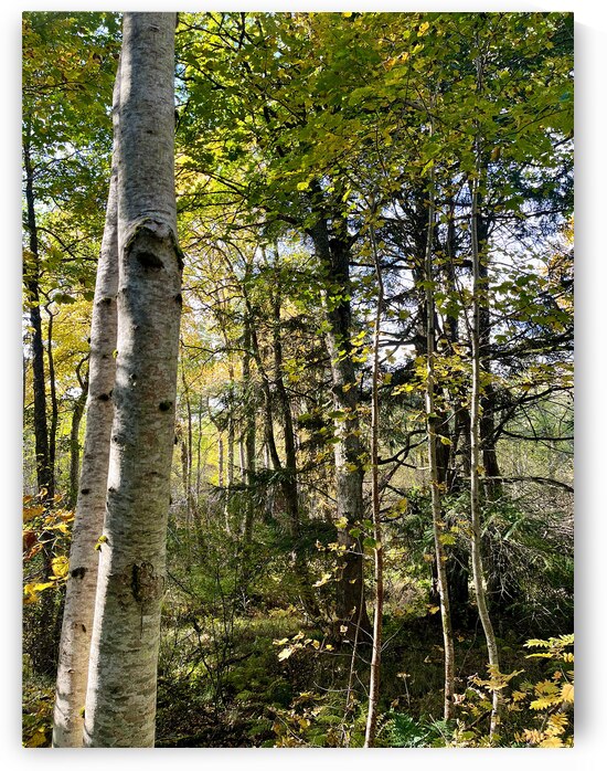 Autumns Sunlight in the Scottish Highlands by Catriona Roberts Nature Photography and Designs