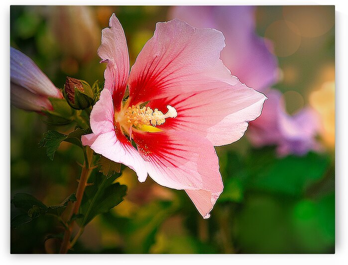 Pink Hibiscus by Joan Han