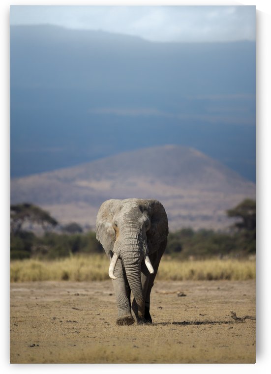 Guardian of Kilimanjaro  by Gurdyal Singh