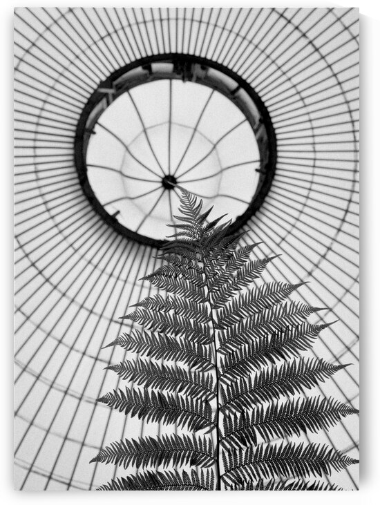 Fern and Dome by Dave Bowman