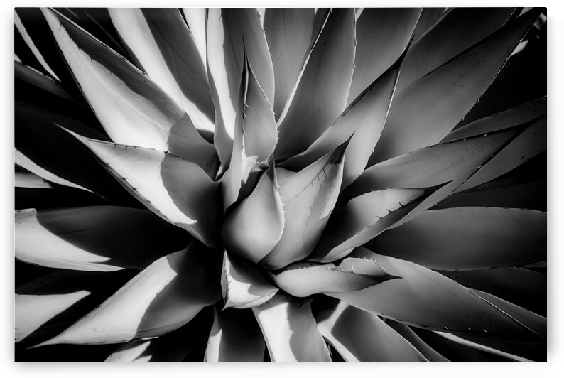 Silent Symphony of Leafy Angles by Dream World Images