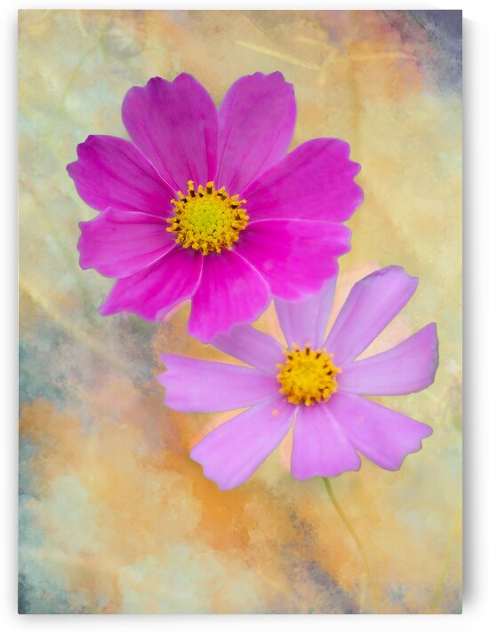 Pink Cosmos Pair by Joan Han