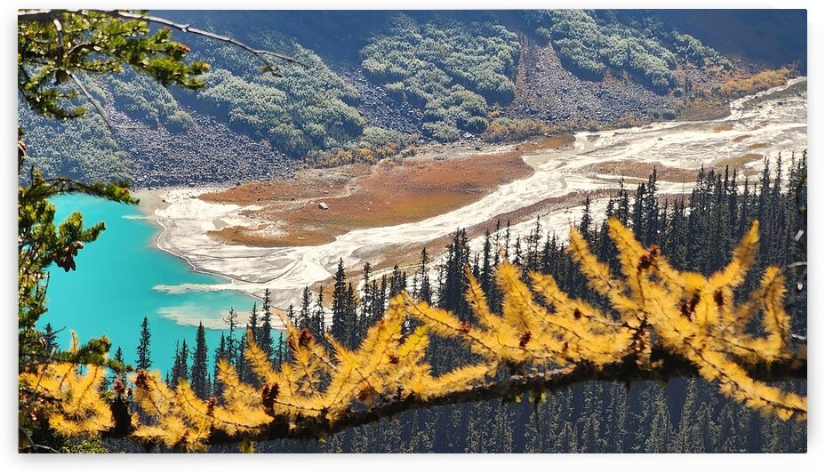 Lake Louise and Larch Trees  by Jennifer Cisneros