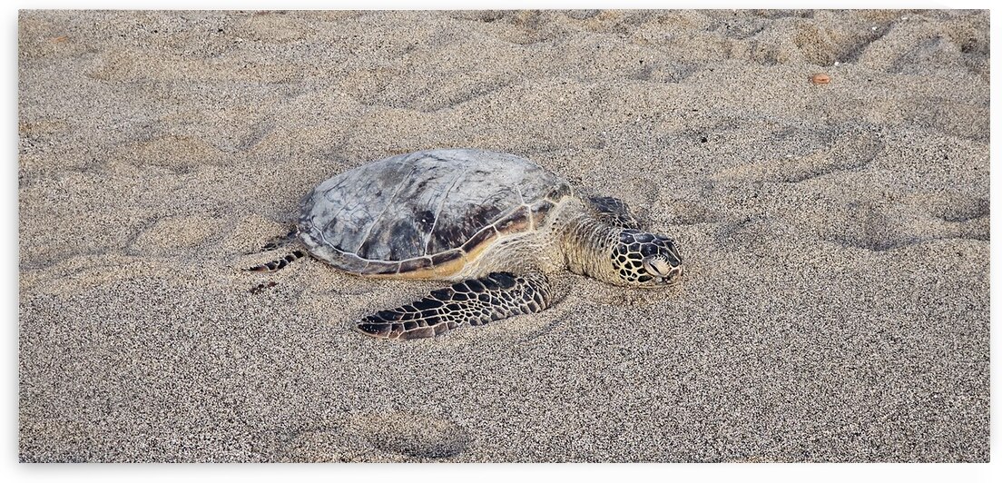 Turtle in the Sand by Jennifer Cisneros