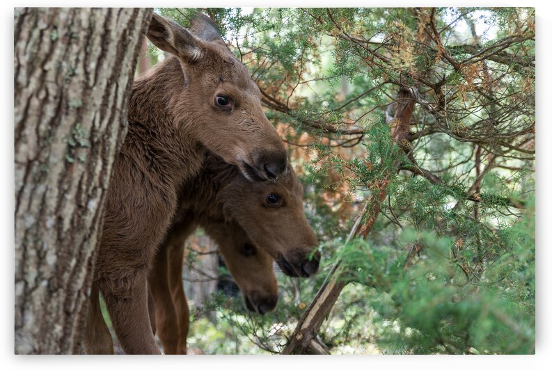 three young moose in noray by Chris Willemsen