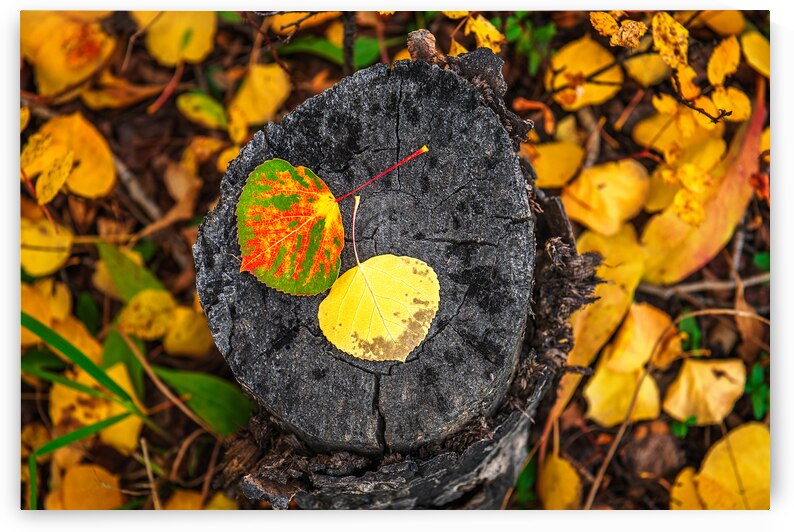 Tones of Autumn by Andy Crawford