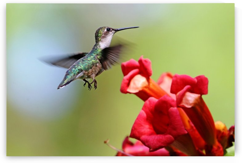 Hummingbird And The Trumpets by Deb Oppermann