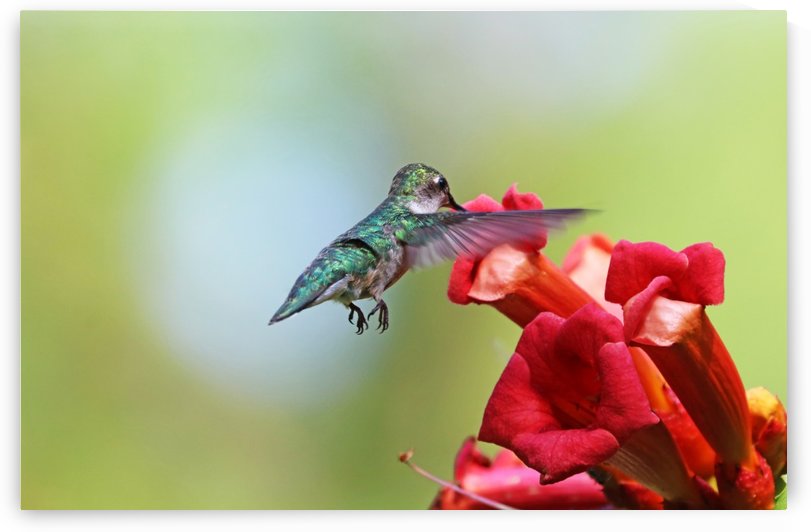 Feeding On The Trumpets by Deb Oppermann