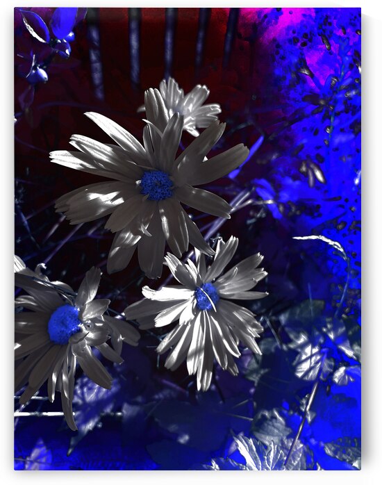 Abstract Dark Toned Daises by Catriona Roberts Nature Photography and Designs