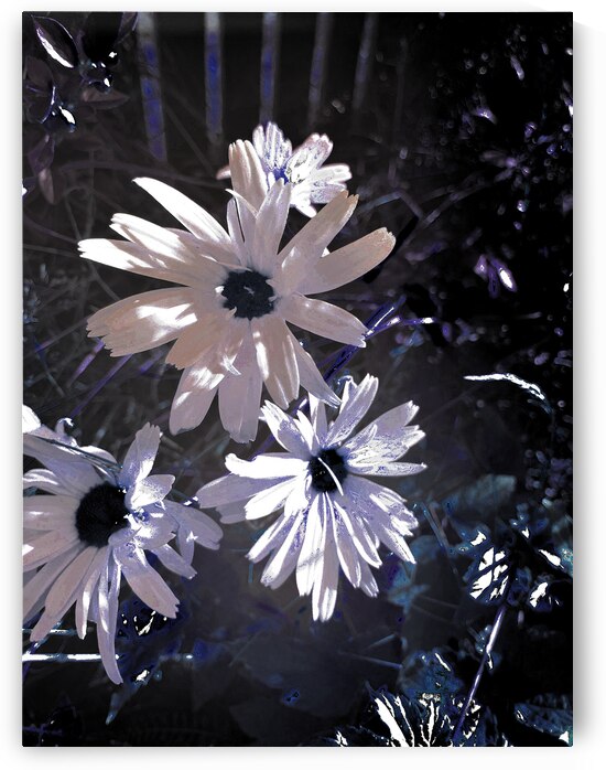 Abstract White Daises by Catriona Roberts Nature Photography and Designs