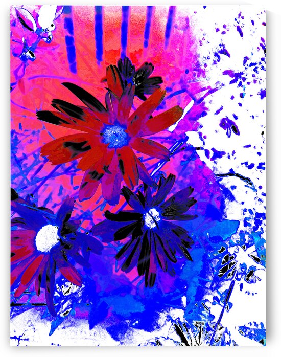 Abstract Daises in Red and Blue  by Catriona Roberts Nature Photography and Designs