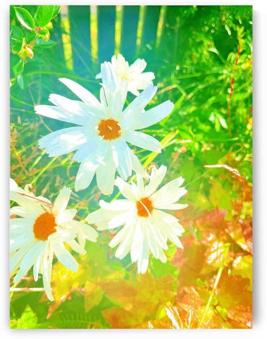 Abstract White and Orange Daises by Catriona Roberts Nature Photography and Designs
