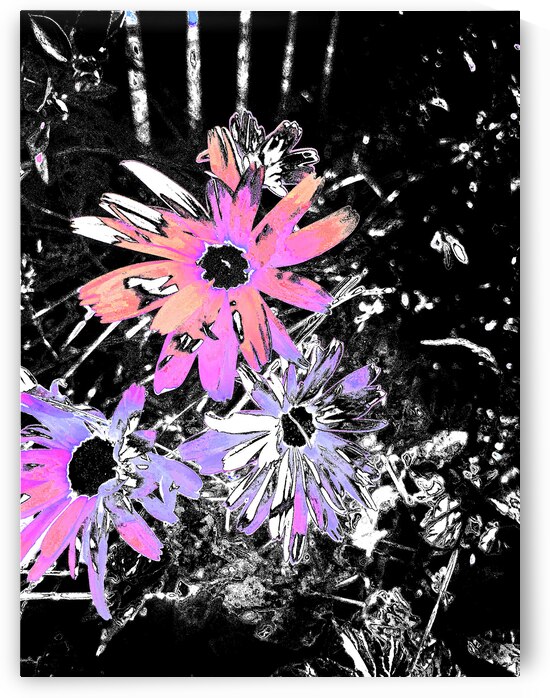 Abstract Pink and Purple Daisy Flowers by Catriona Roberts Nature Photography and Designs