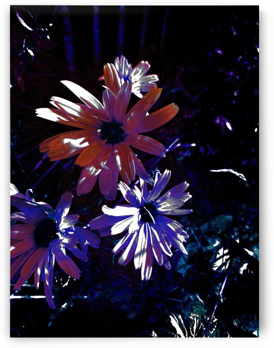 Abstract Luminescent Daises by Catriona Roberts Nature Photography and Designs