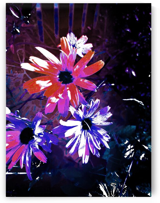 Abstract Vibrant Surreal Daisy Flowers by Catriona Roberts Nature Photography and Designs