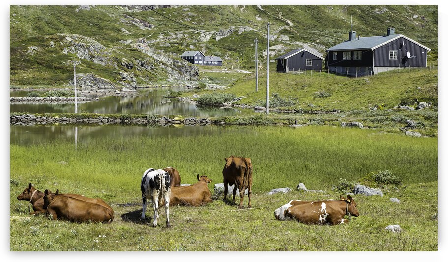 grazing cows in the norway nature by Chris Willemsen