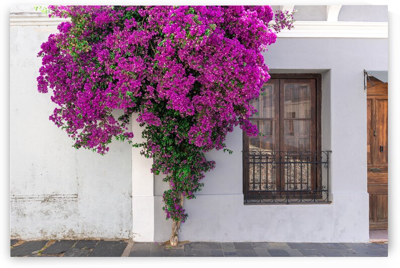 Uruguay colonial streets of Colonia Del Sacramento in historic center of Barrio Historico by Elijah Lovkoff