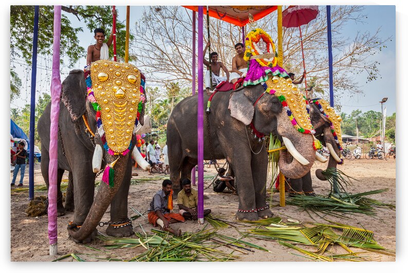 Decorated elephants with brahmins priests in Hindu temple at temple festival. by Dmitry Rukhlenko