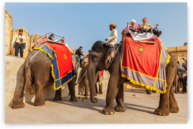 JAIPUR INDIA   NOVEMBER 18: Tourists riding elephants in Amber by Dmitry Rukhlenko
