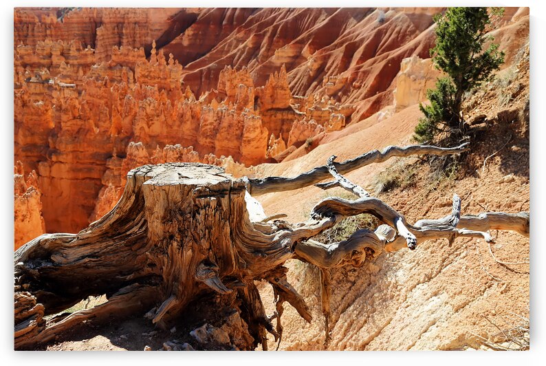 Bryce National Park in Utah USA  by Elijah Lovkoff